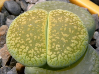 Lithops aucampiae 'Betty's Beryl' (MG-1550.993) D=10 mm