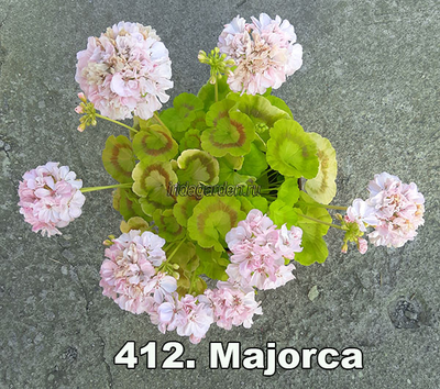 Пеларгония Majorca