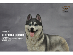 Сибирская хаски (серая) - Коллекционная ФИГУРКА 1/6 scale Husky (QYC003D) - QuanYingCun