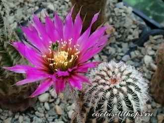 Echinocereus reichenbachii - 5 семян