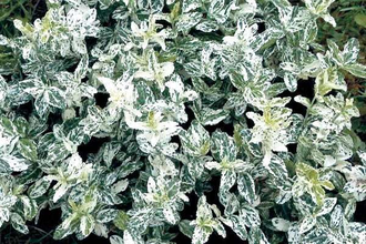 Бересклет Форчуна "Арлекин", С3