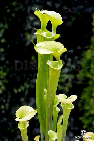 Семена Sarracenia Alata hybrid 1