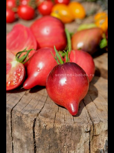 Томат Огненная Комета Софии, 10 шт
