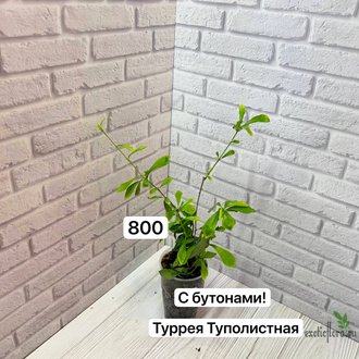 Turraea obtusifolia / туррея туполистная