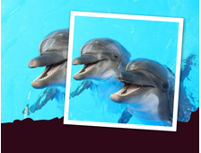 DELPHINARIUM HURGHADA — SHOWS MIT DELFINEN