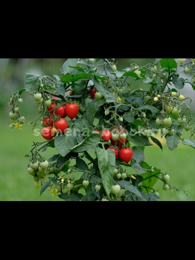 Микро томат Evita (Эвита), 10 шт