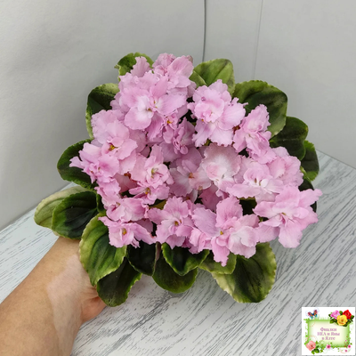 РС-Утренний Пляж (С. Репкина) 2020 г. (клакамас с кроновой пестролистностью)