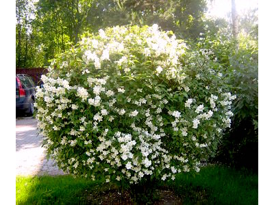 Чубушник (Жасмин) Virginal