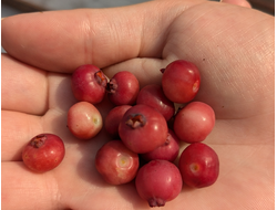 Пинк Лемонад (Pink Lemonade)