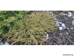 Можжевельник обыкновенный Green Carpet - фото зимой - красовский-сад.рф