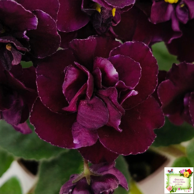 Mac's Black Uhuru (G. McDonald)