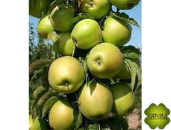 ЯБЛОНЯ КОЛОНОВИДНАЯ "ПРЕЗИДЕНТ" (саженец 3 года)