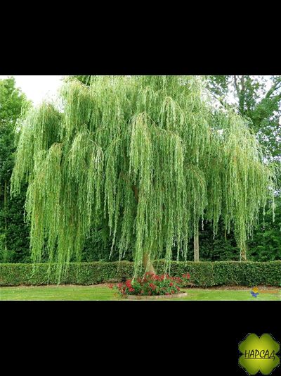 ИВА плакучая "ПАМЯТИ МЕНДОВСКОГО"