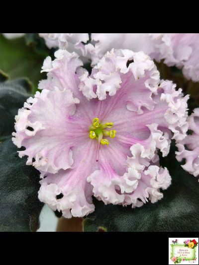 ВаТ-Любимая Внучка (Т.Валькова) 2016 г.