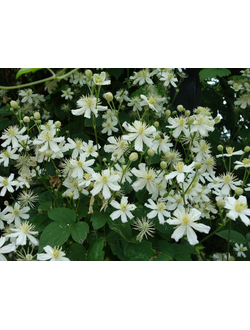 Клематис "Виноградолистный"