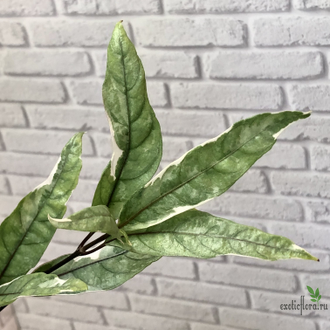 Justicia fragilis (silver variegated) / Justicia gendarussa / Юстиция вариегатная