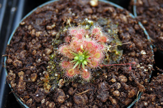 Геммы Drosera Nitidula x Pulchella