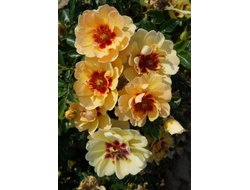 Майя Бэбилон Айз