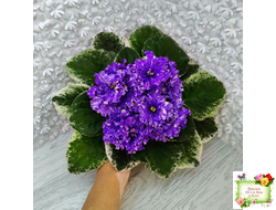 ВаТ-Ливень (Т.Валькова) 2018 г.