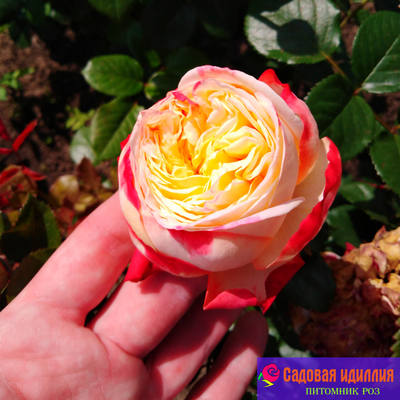 Юбилей Кордес (Kordes Jubilee)