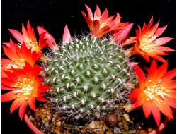 Rebutia senilis `grandiflora`- 5 семян