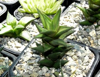 Haworthia viscosa - черенок с корнями (7 см)