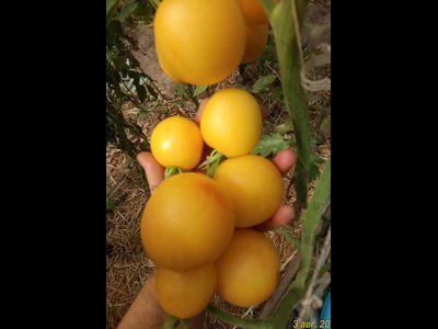 Томат Абрикосовый джем (Apricot jam)