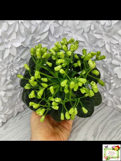 Emerald Bell (О.Барышева) 2016