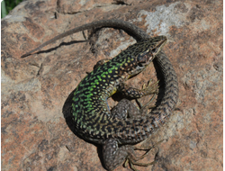 Армянская ящерица (Darevskia armeniaca)