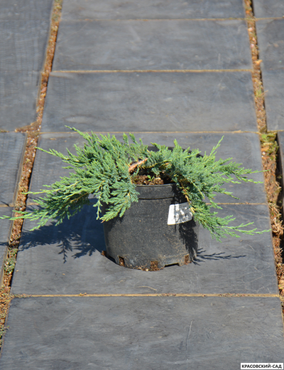 Можжевельник Юкон Белль - Yukon Belle