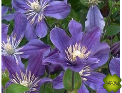 Клематис 'Arabella' "Арабелла" (3 группа обрезки, обильно и долго цветет) (саженец 2 года)