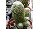 Mammillaria schiedeana v. giselae ML 677