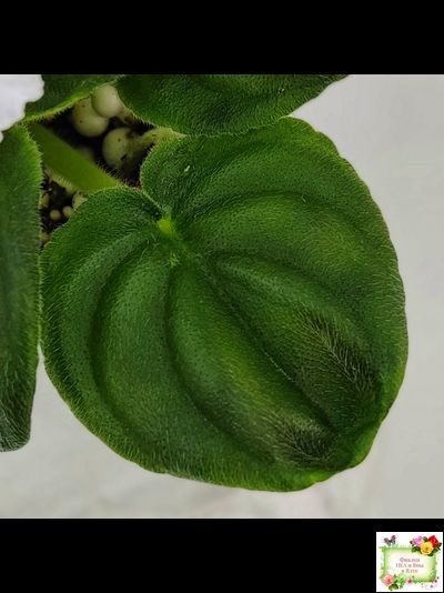 OS-Джунгарик (С.Осипова) (клакамас с кроновой пестролистностью)