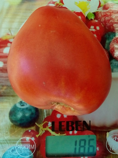 Томат Венгерский овал (Hungarian Oval)