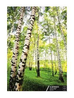 Фотообои Симфония "В березках "