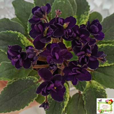 ЛЕ-Мия (Е.Лебецкая) 2018 г.