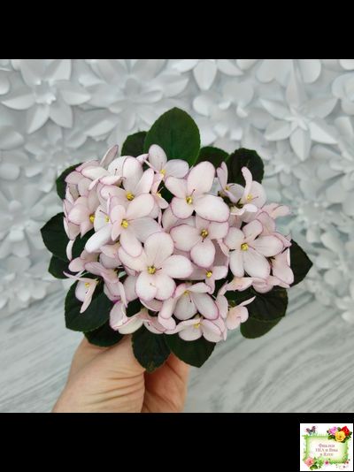 Н-Дюймовочка (Н. Бердникова)