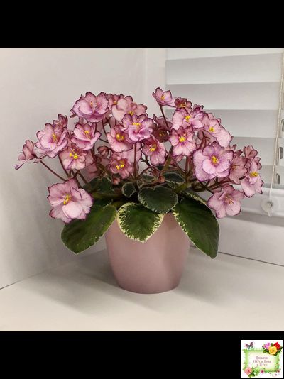 Н-Четыре Сезона (Н. Бердникова) 2015