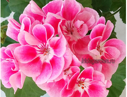 Пеларгония PAC Spanish Wine Rose