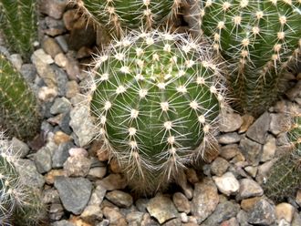 Echinopsis ‘Doris’ x 2002-10 ex Wessner (D=35mm, Н=50mm)