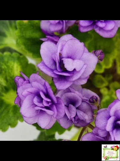 Little Caboose (H. Pittman) (гёрл-лист с кроновой пестролистностью)