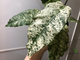 Ficus Altissima ‘New Clon’ / фикус алтиссима нью клон
