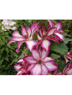 Клематис Пикоти (Picotee)