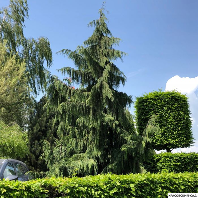 Кипарисовик Нутканский