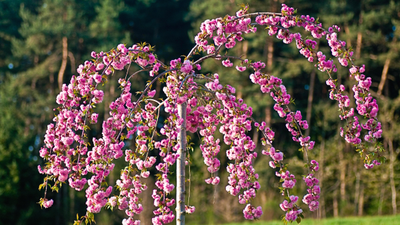 Вишня мелкопильчатая  Kiku-shidare (Сакура)