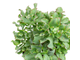 Crassula Arborescens Curly - Толстянка древовидная, Крассула кучерявая, нефритовое дерево