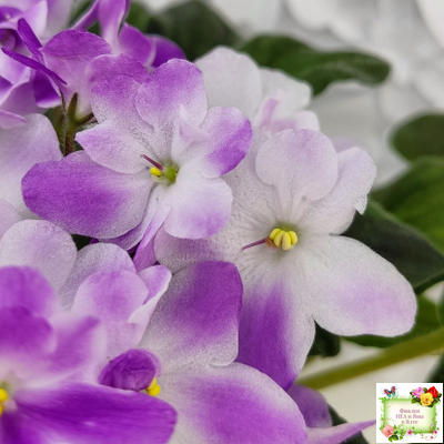 LV-Кирюша (Л. Шевелева) 2022 г. трейлер (пасынок посажен 15.08.25)