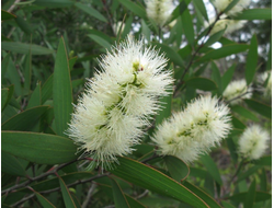 Найоли (Melaleuca viridiflora) 5 мл  - 100% натуральное эфирное масло