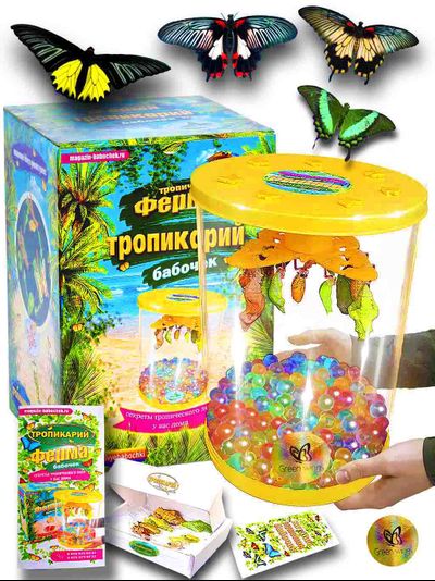 Ферма бабочек Тропикарий от Green Wings Магазин бабочек. Ру 4 куколки крупных видов