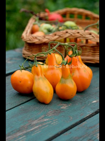 Томат Мила, 10 шт.